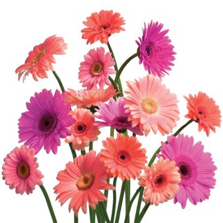 Giá cực rẻ - 5 Hạt giống hoa Đồng tiền mix