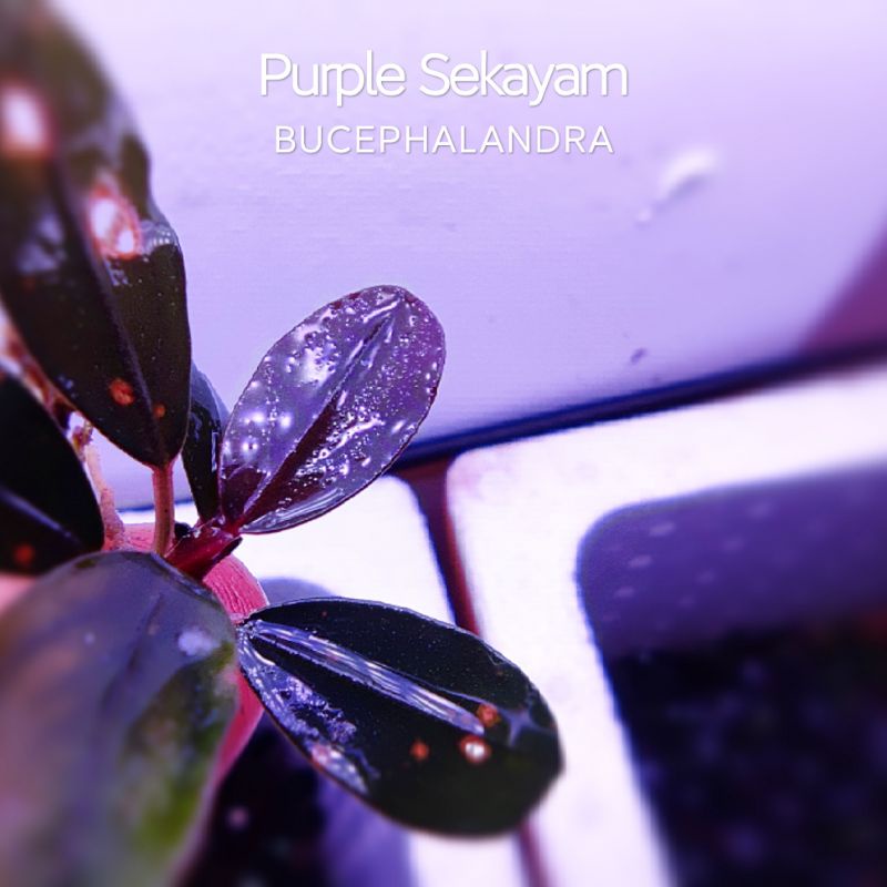 Purple Sekayam | Cây thủy sinh siêu tím | Hàng ngọn | lá cạn
