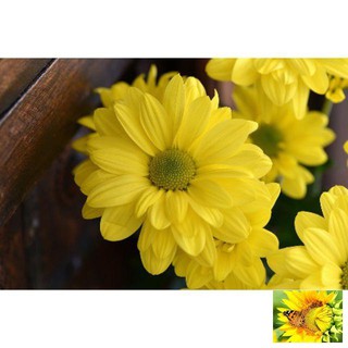Hạt giống hoa cúc vàng dễ trồng ( gói 50 hạt)