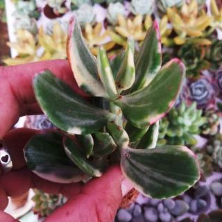 Sen thạch bích cẩm thạch vĩ