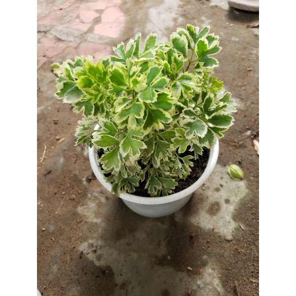 Cây đinh lăng cẩm thạch thái