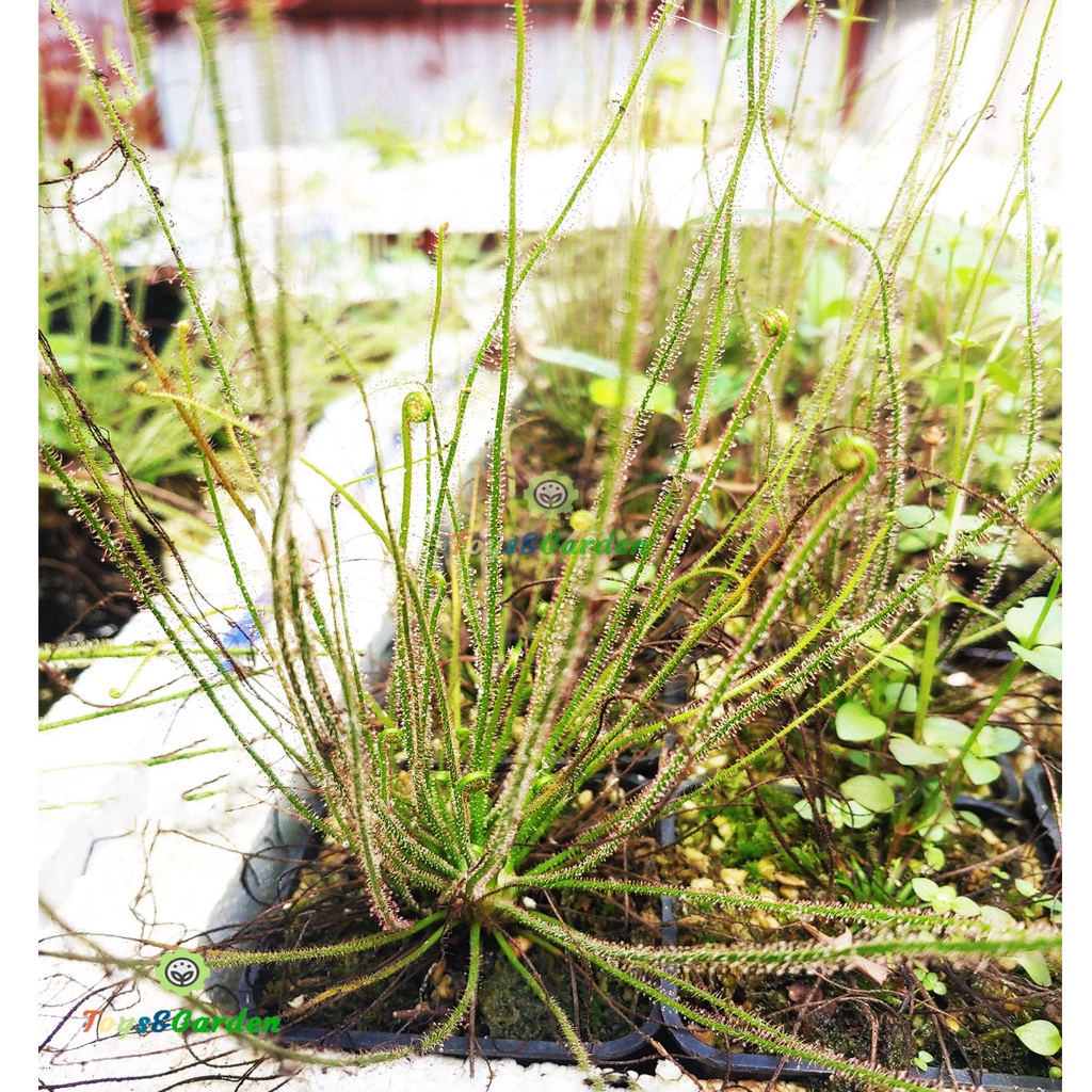 Gọng Vó Drosera Fili Cây Bắt Mồi, Cây Ăn Thịt Bẩy Keo Chuyên Bắt Ruồi Muổi Và Kiến