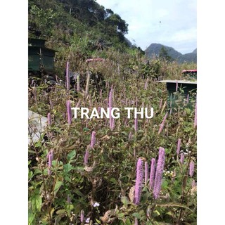 Mật ong Bạc Hà