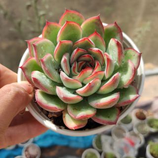 Sen đá viền hồng sz trung