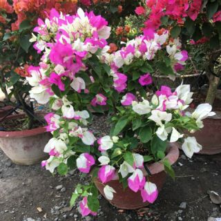 Giấy đổi màu...  3 màu