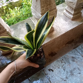 Cây lưỡi mèo vàng
