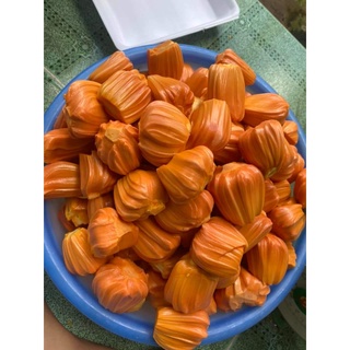CÂY GIỐNG MÍT LÙN RUỘT ĐỎ ( CÂY GHÉP SIÊU SỚM)