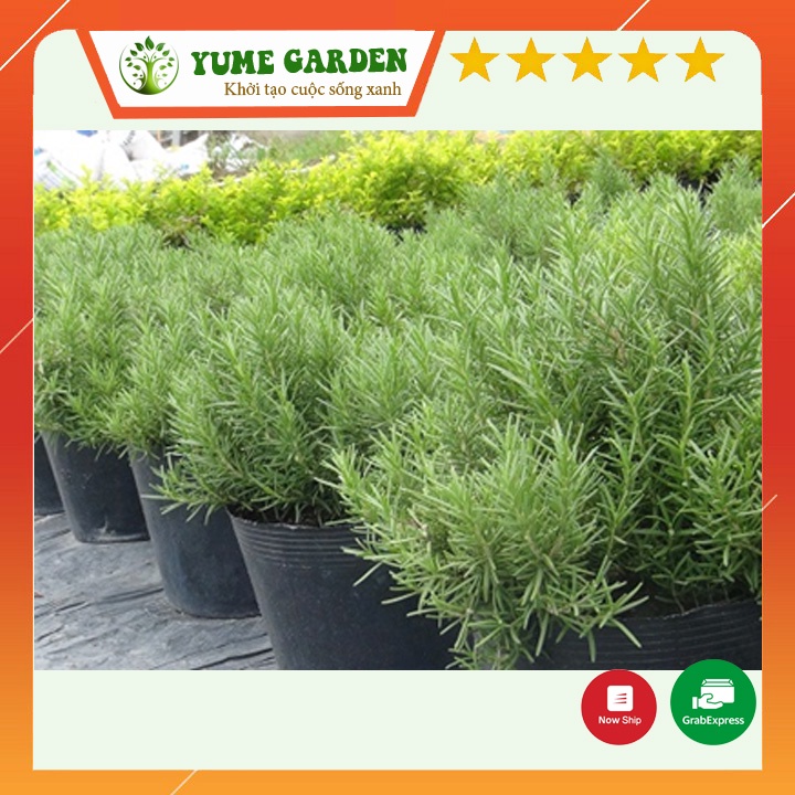 Cây cảnh Hương thảo Rosemary trang trí nhà gia vị nấu nướng hương thơm dễ chịu  - xanhshop22