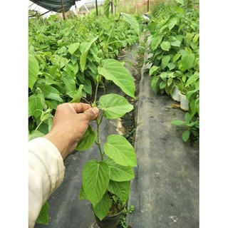 Combo 2 Cây Chanh leo Mỹ - Đại Học Nông Nghiệp 1 - H2O FARM