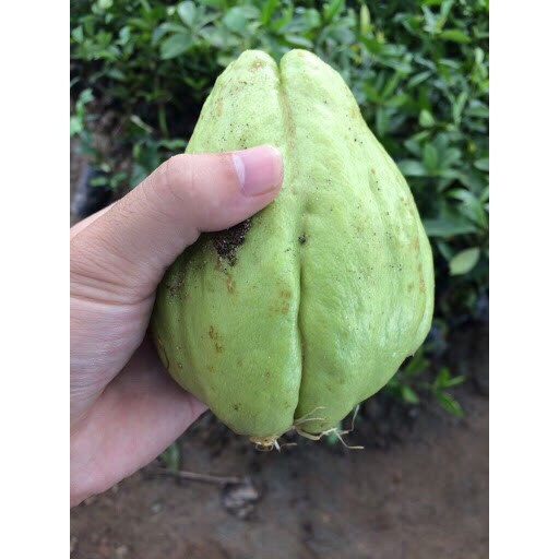 Quả susu giống - cây su su