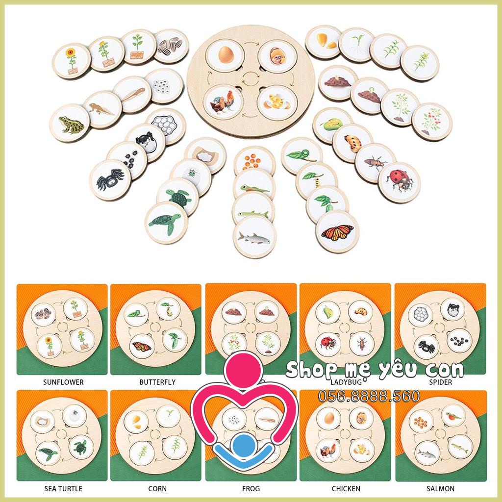 Hộp Đồ Chơi Xếp Hình Vòng Đời phát triển Của Động - Vật Thực vật - Côn Trùng Hỗ Trợ Giảng Dạy