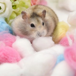 Bông gòn giữ ấm, làm tổ đẻ cho hamster, chuột Rat, sóc con