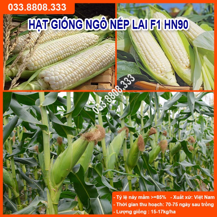 Hạt Giống Ngô Nếp Lai HN90 Đều Dẹp Thơm Tròn Hạt ( gói 100gram )