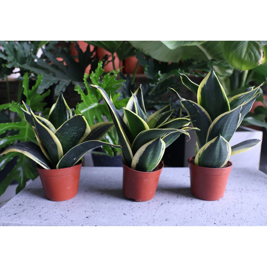 Cây Lưỡi Hổ Thái  Dùng Trang Trí Bàn Làm việc, Nhà cửa