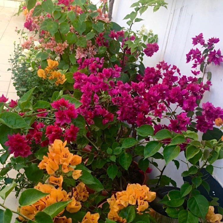 Phân bón kích hoa giấy SOF ra siêu hoa, chuyên dùng cho hoa giấy