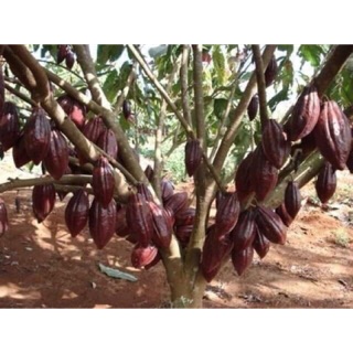 Ca cao đắc lắc nguyên chất 1 kg