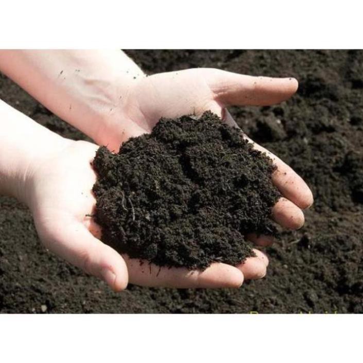 Đất cát pha mùn cưa trồng cây