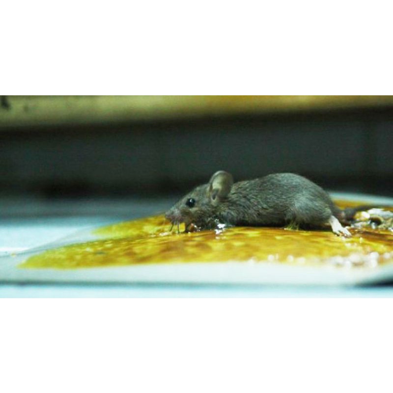Keo dính chuột chất lượng cao, không mùi, không độc hại, sử dụng được nhiều lần