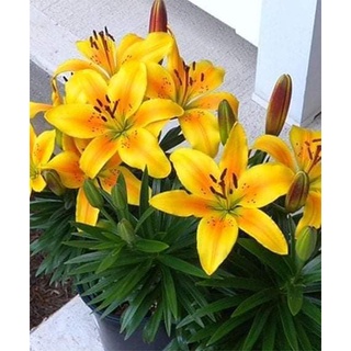 Củ ly lùn thơm, Củ TULIP Hà Lan mix đủ màu