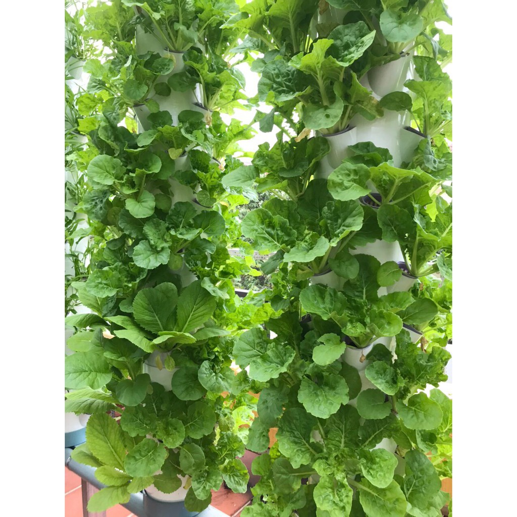 TRỤ TRỒNG RAU THỦY CANH