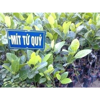 Cây Giống Mít nghệ tứ quý Vườn ươm Thảo nguyên, Freeship Extra