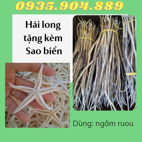 {Tặng 4 con sao biển} + 4 con hải long/hải xà biển khô dùng ngâm ruou