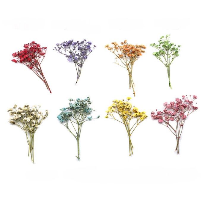Set vỉ 12 cành hoa khô baby pyshophila cho các bạn làm trang trí bưu thiếp, epoxy, slime, DIY