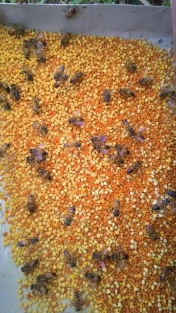 500g mật ong phấn hoa rừng ngon