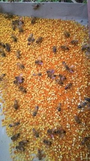 500g mật ong phấn hoa rừng ngon