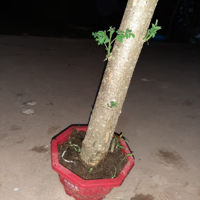 Cây chùm ngây gốc( ảnh thật)