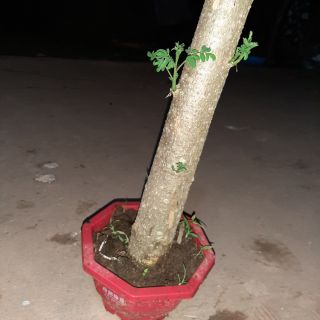 Cây chùm ngây gốc( ảnh thật)
