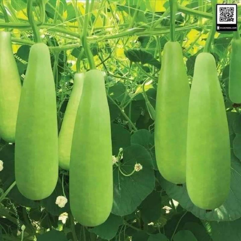 Hạt giống bầu xị siêu quả Trang Nông 100 hạt