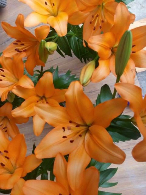 Củ Hoa Ly Lùn Trồng Tết