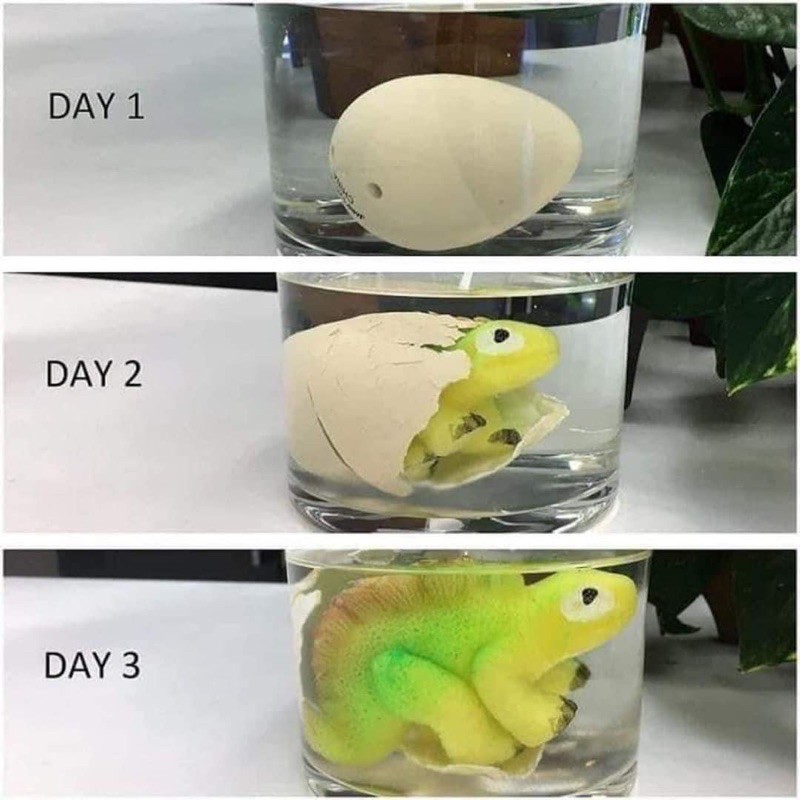 TRỨNG KHỦNG LONG ẤP NƯỚC TỰ NỞ & LỚN DẦN HATCH & GROW DINO 😱😱