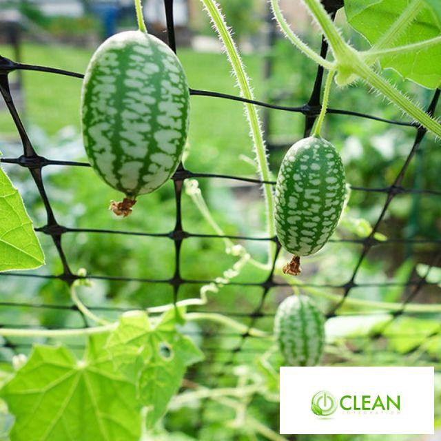 Hạt Giống Dưa Hấu Mini - 10 Hạt