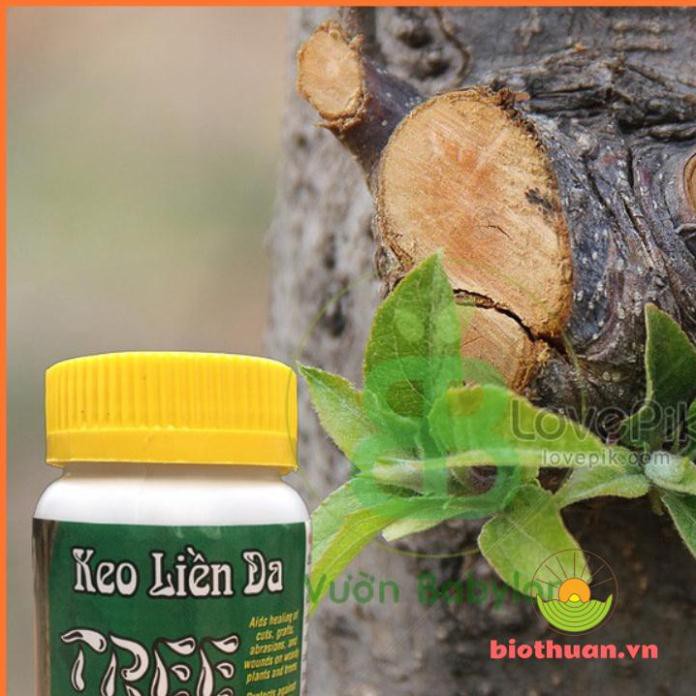 Keo trét cây sứ Keo Liền Da Mỹ Morrison 100g