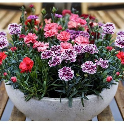 Hạt giống hoa Cẩm Chướng kép lùn Mix (Dianthus Caryophyllus) tại Hạt Giống Bốn Mùa