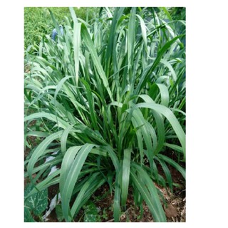 M8387 hạt giống cỏ mombasa ghine - cỏ xả lá lớn 500g - an nhiên