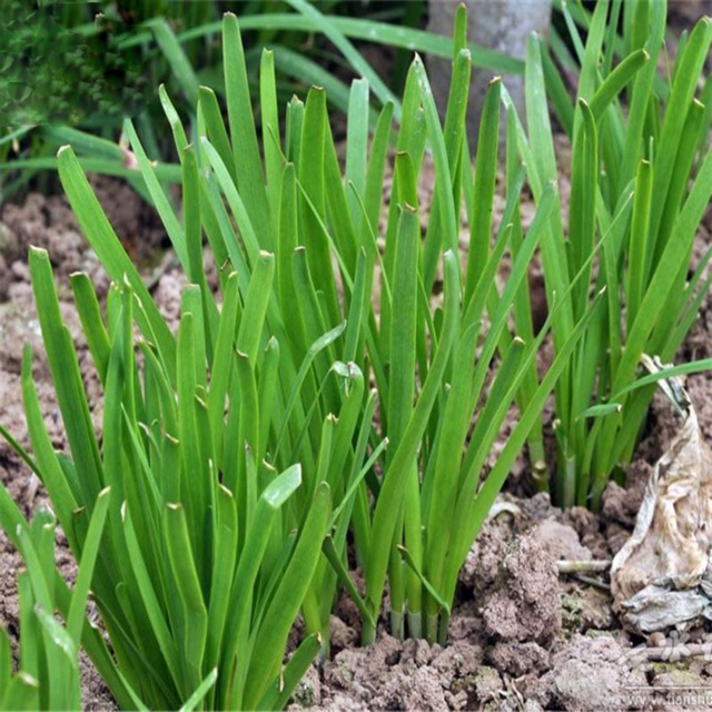 hạt giống hẹ (hẹ lá) - gói 1gr