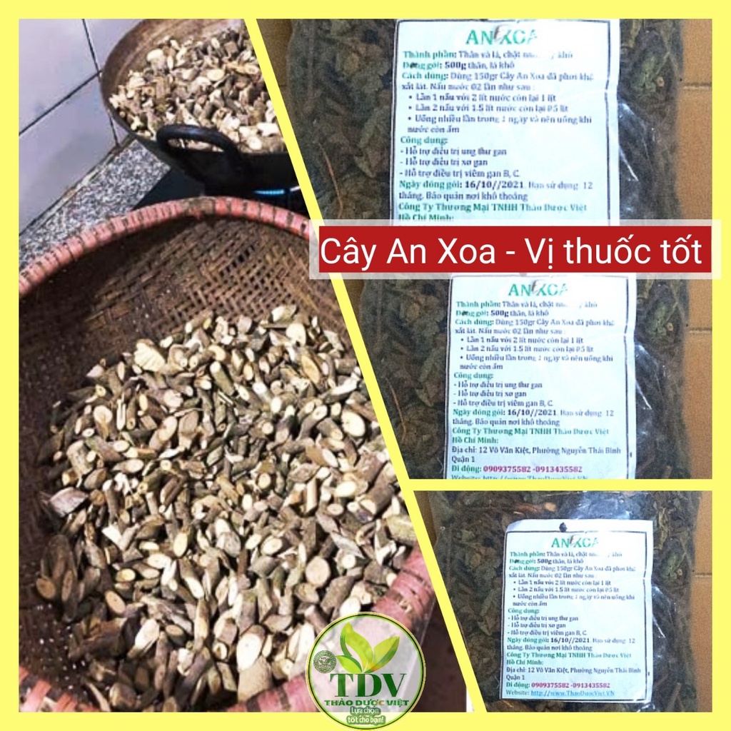 Cây An Xoa hổ trợ ổn định đường huyết - Hàng công ty Thảo Dược Việt