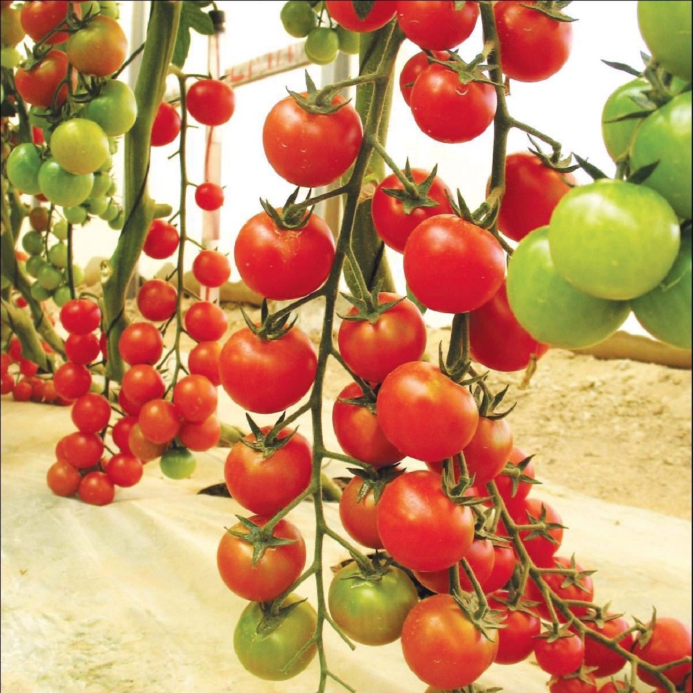 Hạt giống cà chua chuỗi trái cây hàng nhập Nga