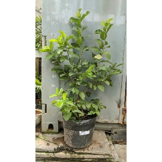 Ổi lê Đài Loan