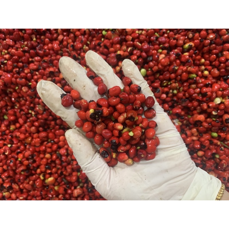 1 Hạt Giống Sâm nl Cao Cấp