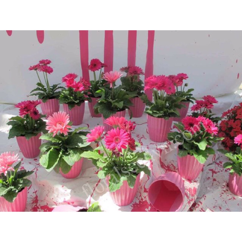 Giảm giá -  HẠT GIỐNG HOA ĐỒNG TIỀN MIX F1- Loài Hoa May Mắn, Nhiều Tài Lộc, hàng sẵn