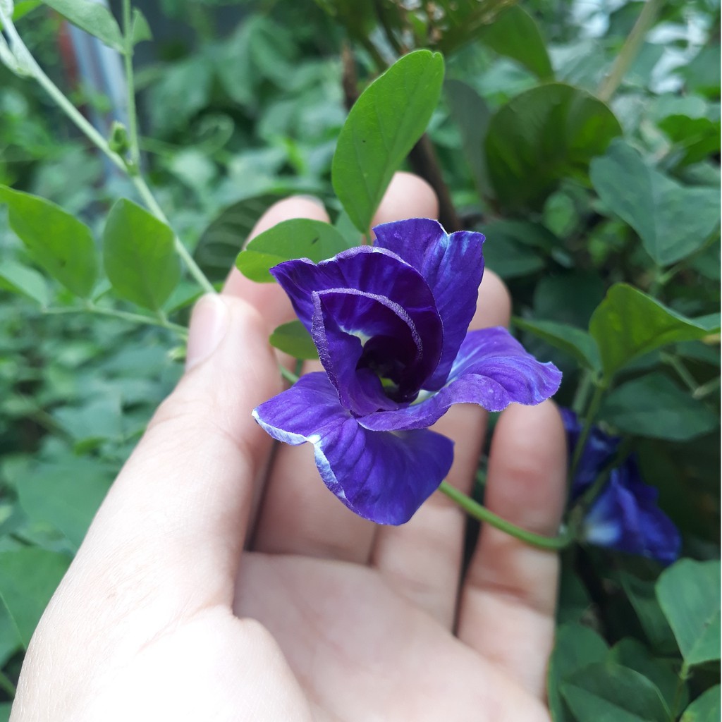 Hạt giống hoa đậu biếc 100 hạt