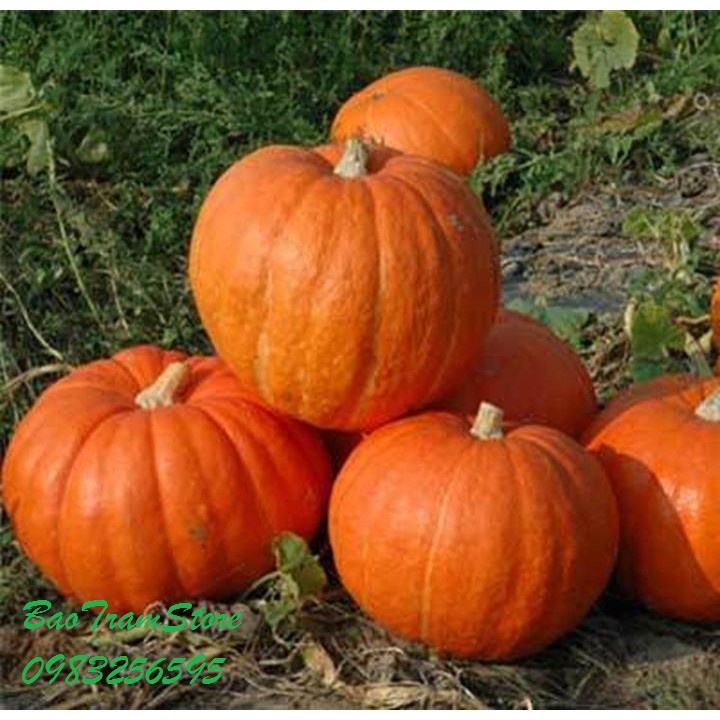 Hạt giống bí ngô BÍ ĐỎ NHẬT BẢN, Cánh đồng Connecticut, Gia truyền, Nongmo