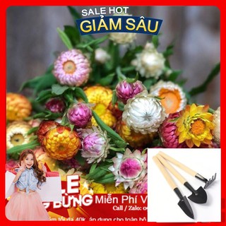 Hạt Giống Hoa Cúc Bất Tử - 50 Hạt / Gói - Tặng Kèm Bộ Dụng Cụ Trồng Cây Mini
