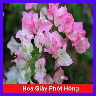 Cây Hoa Giấy Phớt Hồng - cây cảnh để bàn + tặng phân bón cho cây mau lớn