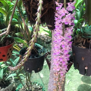 Lan đuôi chồn giống ( lan sóc ) - 1 cây