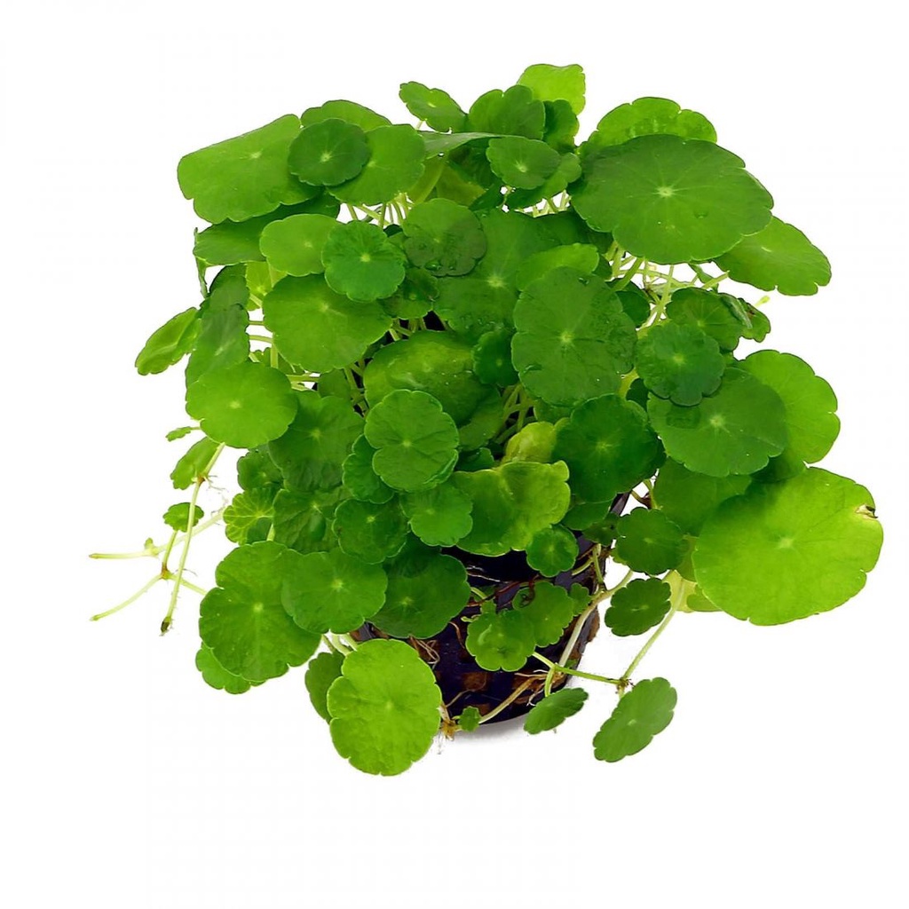 (Free ship ) Cỏ đồng tiền phong thuỷ 12 giáp... Chậu thuần cây khoẻ rễ rất nhiều.